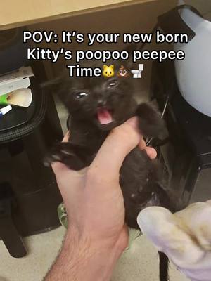 Mr baby needs to stop peeping right now 😆  #pov #newbornkitten 